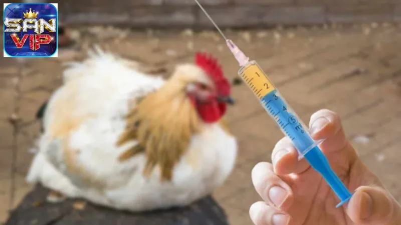 Chữa Bệnh Hen Ở Gà Đá - Bí Quyết Chăm Sóc Sức Khỏe Chiến Kê 6 chua-benh-hen-o-ga-da-2