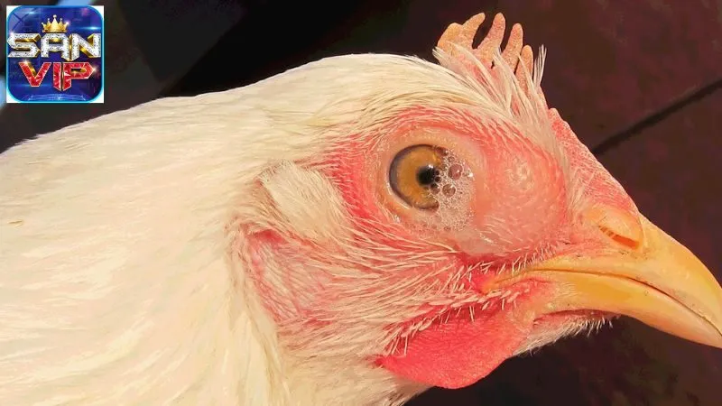 Chữa Bệnh Hen Ở Gà Đá - Bí Quyết Chăm Sóc Sức Khỏe Chiến Kê 7 chua-benh-hen-o-ga-da-3