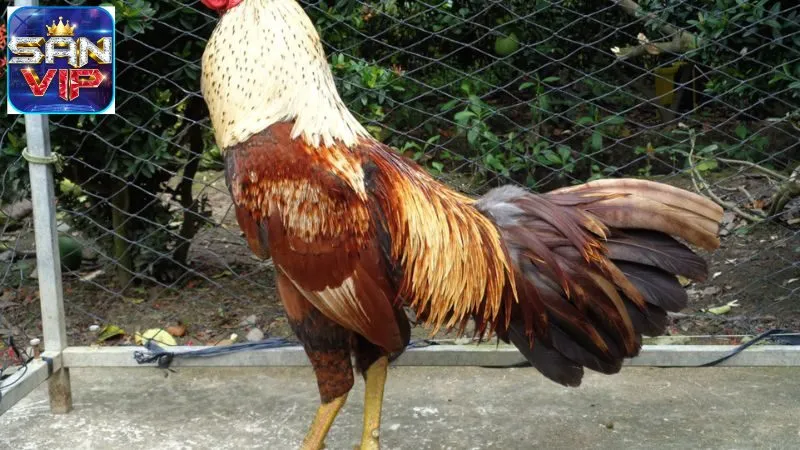 Mẹo Đá Gà Thắng Lớn - Bí Quyết Tăng Cơ Hội Chiến Thắng 5 meo-da-ga-thang-lon-1