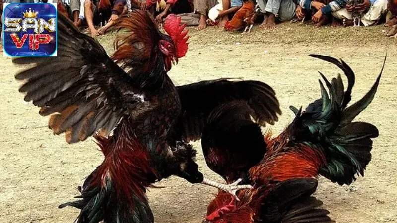 Mẹo Đá Gà Thắng Lớn - Bí Quyết Tăng Cơ Hội Chiến Thắng 6 meo-da-ga-thang-lon-2