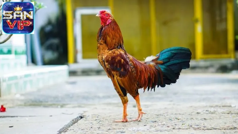 Mẹo Đá Gà Thắng Lớn - Bí Quyết Tăng Cơ Hội Chiến Thắng 7 meo-da-ga-thang-lon-3