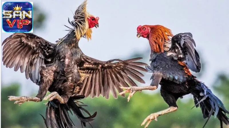 Thuật Ngữ Đá Gà - Chìa Khóa Hiểu Biết Bộ Môn Truyền Thống 7 thuat-ngu-da-ga-3