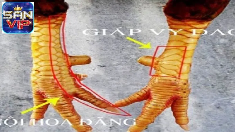 Vảy Gà Kích Giáp - Đặc Điểm Nổi Bật Của Chiến Kê Dũng Mãnh 6 vay-ga-kich-giap-2