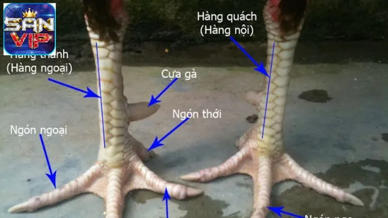 Vảy Gà Kích Giáp - Đặc Điểm Nổi Bật Của Chiến Kê Dũng Mãnh 7 vay-ga-kich-giap-3